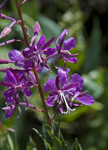 fireweeds